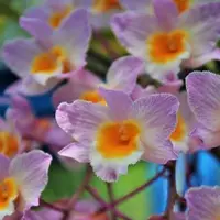 Dendrobium Farmeri Pink