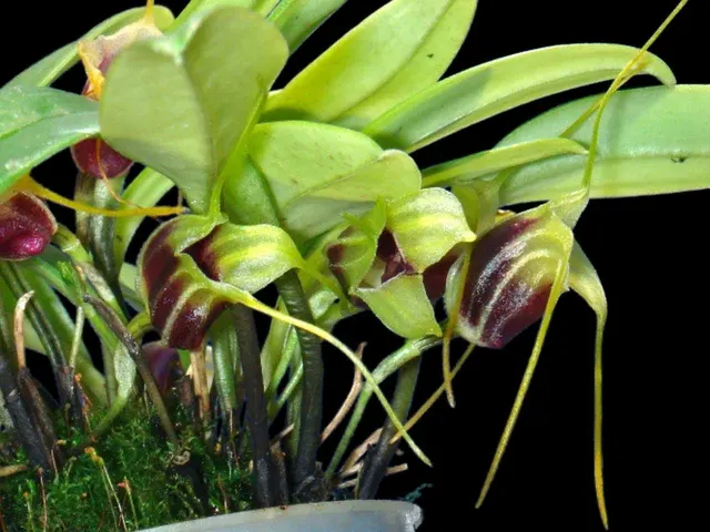 Masdevallia eurynogaster (Masdevallia)