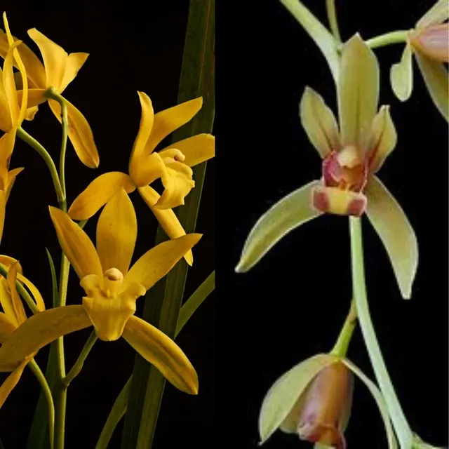 Cymbidium kusuda shining bold one (Cymbidium)