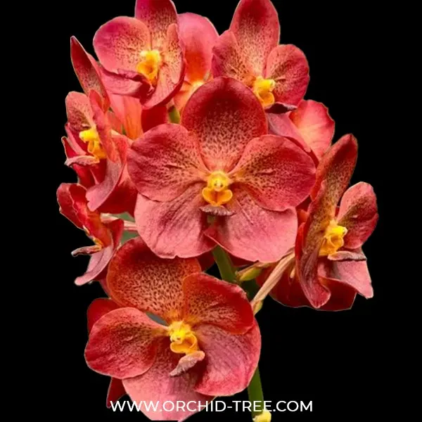 Vanda Pedro Bonetti