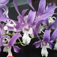 Dendrobium King Cobra x warawan