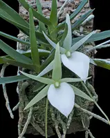 Angraecum elephantinum — Cal-Orchid Inc.