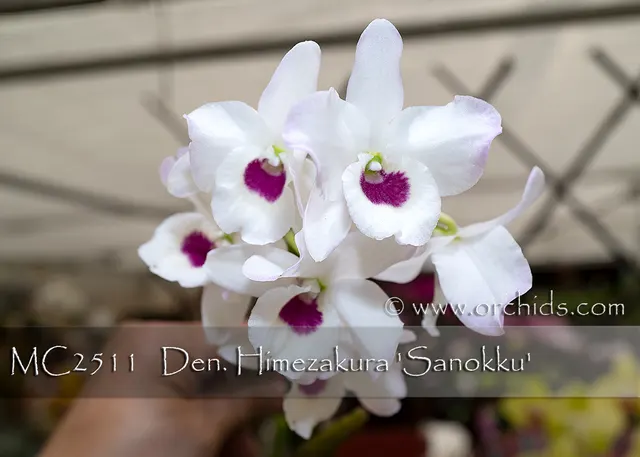 Dendrobium Himezakura