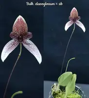 Bulb. elassoglossum
