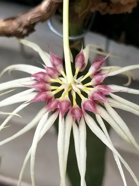 Bulbophyllum Worayuth White Fang