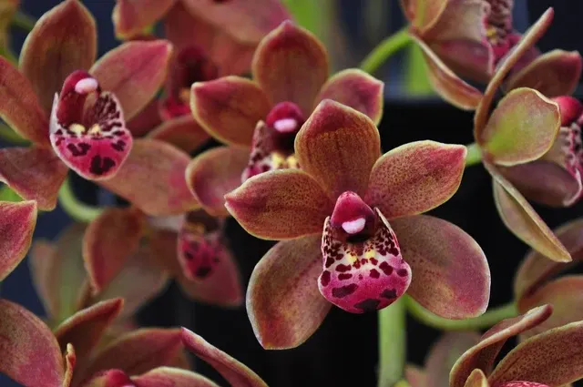 Cymbidium Doctor Len AM/AOS – Pendulous 'Dusty Imp' (Cymbidium)