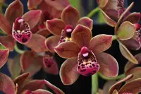 Cymbidium Doctor Len 'Dusty Imp' AM/AOS – Pendulous