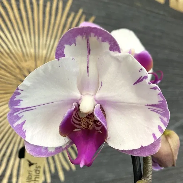 Phalaenopsis Yu Pin Sweety 'Wenching Princess'