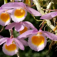 Orchid Rare Species Dendrobium loddigesii Live Mature PLant