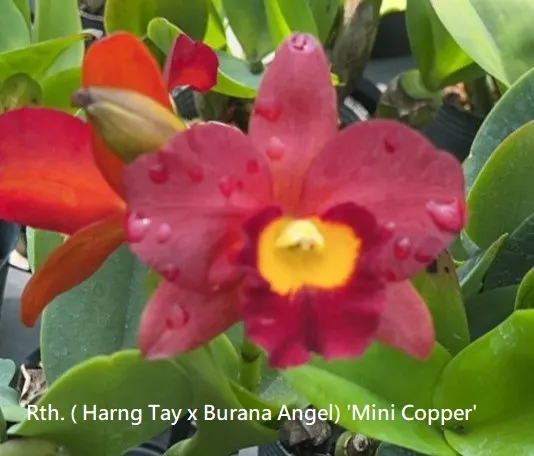 Rhyncattleanthe Harng Tay x Burana Angel 'Mini Copper' (Rhyncattleanthe)