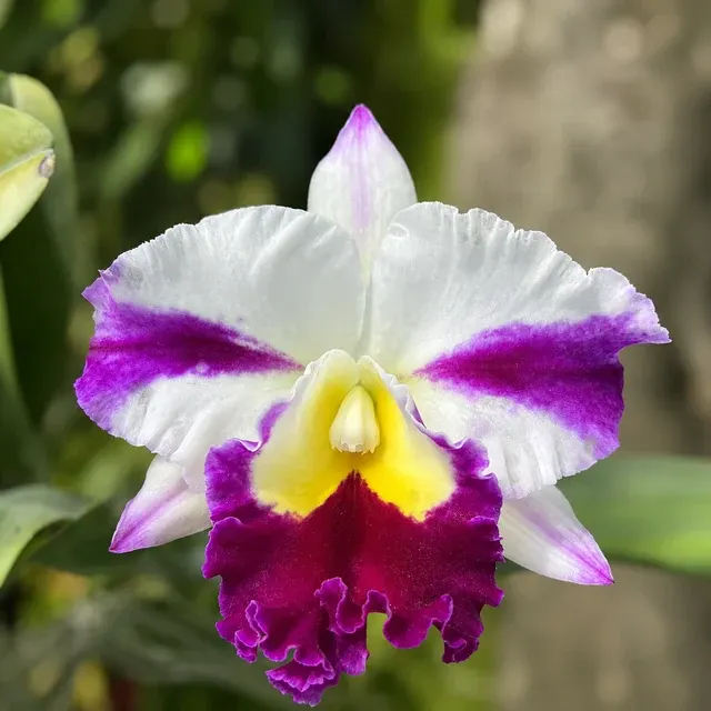Rhyncholaeliocattleya Star Gate (Rhyncholaeliocattleya)