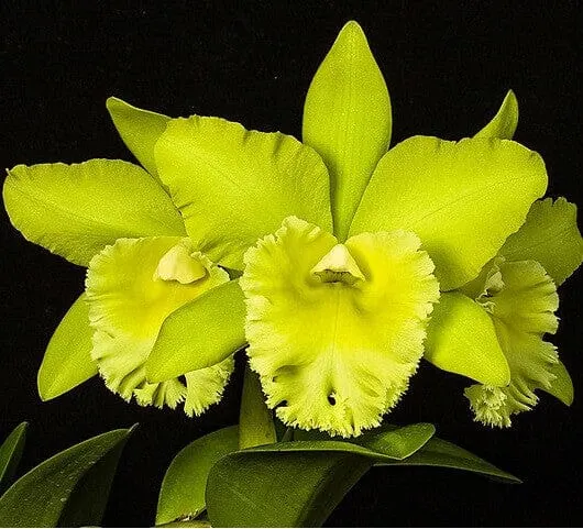 Cattleya Alliance - Blc. Prada Green Deluxe 'NN'