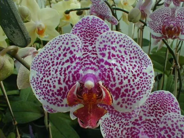 Phalaenopsis Leopard Prince