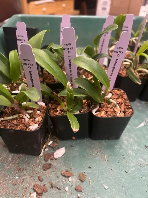 Cattleya Interglossa X Pink Jaguar (Cattleya)