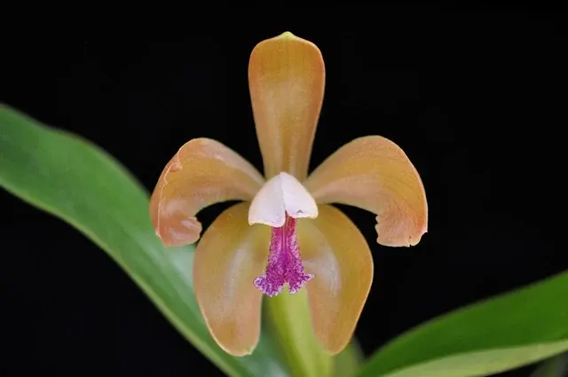 Cattleya porphyroglossa (Cattleya)