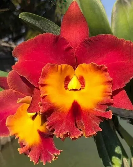 Rhyncholaeliocattleya Siam Red 'Sun & Moon' (Rhyncholaeliocattleya)