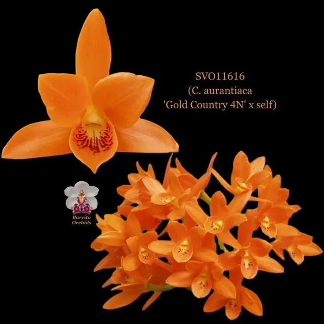 Cattleya Orchid Hybrid SVO11616 'Gold Country 4N' (Cattleya)