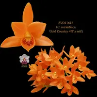 Cattleya Orchid Hybrid SVO11616 (C. aurantiaca 'Gold Country 4N' x self)