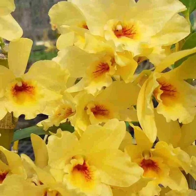 Dendrobium Wat A Run (Dendrobium)