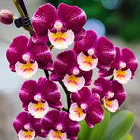 Phalaenopsis Johana Blooming Size