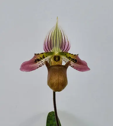 Paphiopedilum acmodontum x sib