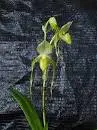Paphiopedilum SAINT MOUNTAIN ALBUM (Saint Swithin x Mount Toro)