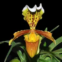 Paph. insigne - Bushy Plant