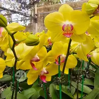 Phalaenopsis Orchid GL079819 Mature Plant With Bud/Flower
