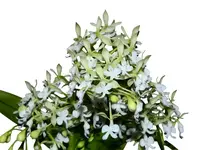 Epidendrum Andean Clouds