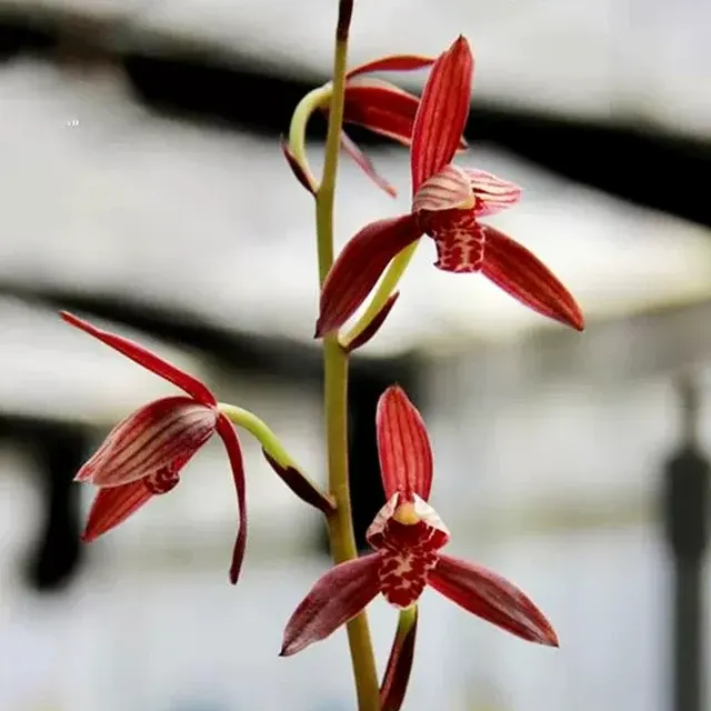 Cymbidium ensifolium 'Mu-Shan-Zi' (Cymbidium)