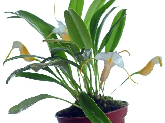 Masdevallia fuchsii (Masdevallia)