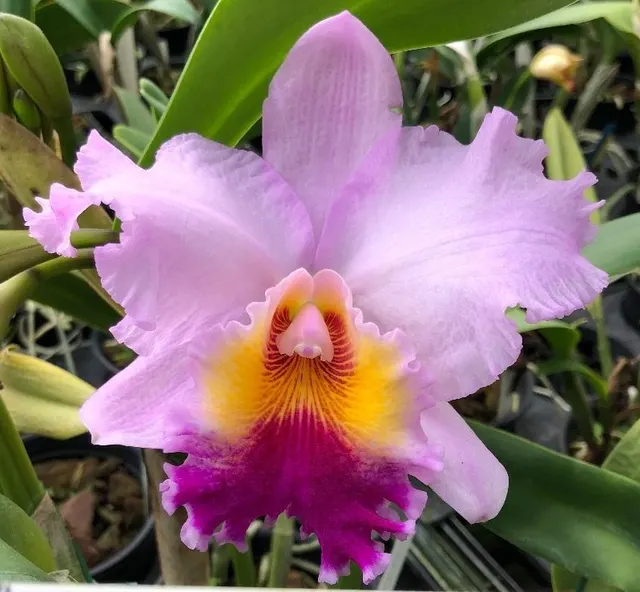 Rhyncholaeliocattleya Williams Drumbeat (Rhyncholaeliocattleya)