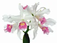 Cattleya purpurata f. carnea