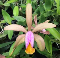C. forbesii x sib ('Ching Hua' x 'Hsinying') (C1547) (Cattleya - - forbesii )
