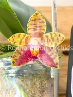 Phal. Meidarland Castle Queen 'Victoria' — Blooming size
