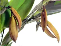 Zootrophion aguirrei