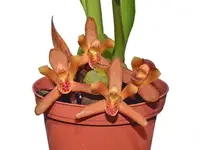 Mormolyca rufescens
