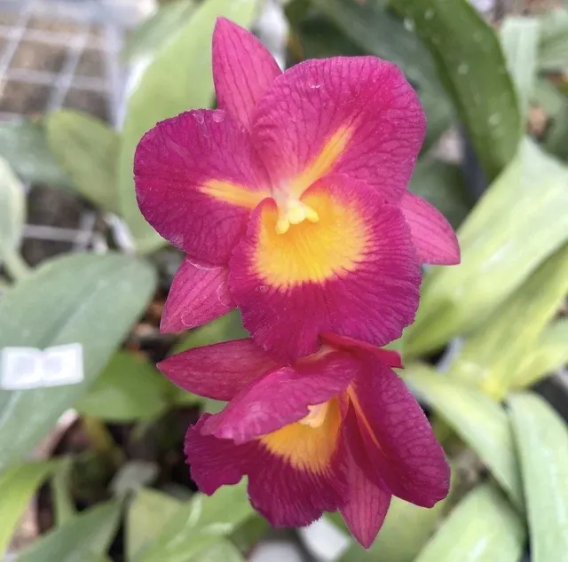 Guaricattonia Starrlyn 'Butterfly'