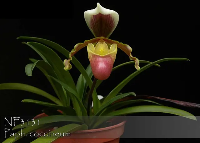 Paphiopedilum coccineum ', Note: Mini Growing Species . Amazing Strain'
