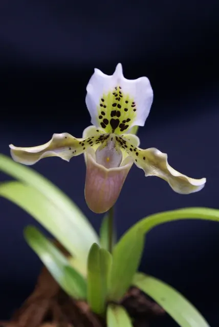 Paphiopedilum exul (Paphiopedilum)