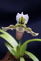 Paphiopedilum exul (Big Plant)