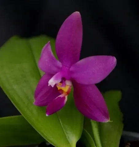 Phalaenopsis violacea var 'Big' (Phalaenopsis)
