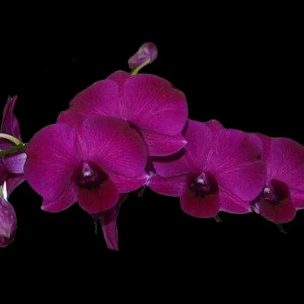 Dendrobium Udomsri Thailand (Dendrobium)