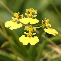 Tolumnia urophylla