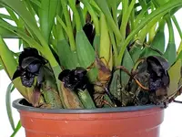 Maxillaria schunkeana