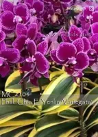 Phal. Chia E Yenlin 'Variegata , Note: Premium Variegated Leaves .' (Sogo Yenlin 'Coffee' CCM/AOS x Formosa Cranberry)