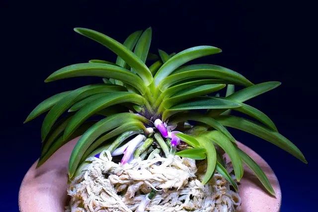 Neofinetia falcata 'Houmeiden'