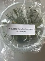 FLASK Ctsm. (cirrhaeoides x albovirens)