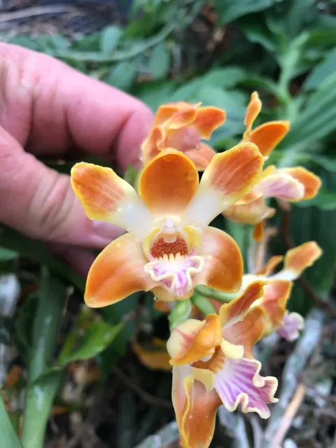Chysis bruennowiana (Chysis)
