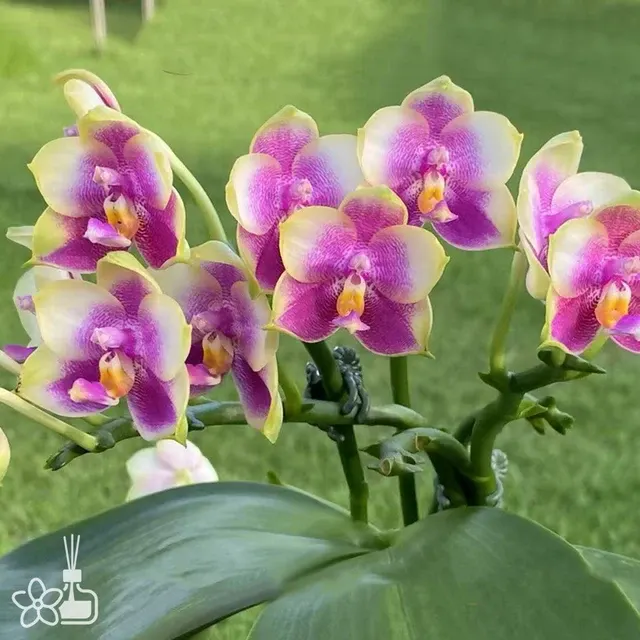 Phalaenopsis BT Little Dragon Girl